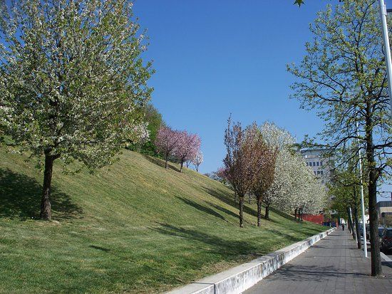 La Collina dei Ciliegi